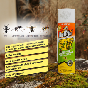 Carpenter Bee & Ant Killer